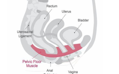 Breaking the Stigma: How Pelvic Floor Therapy is Changing Women’s Health
